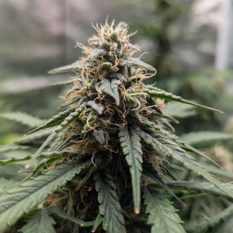 Titan growlog timeline photo
