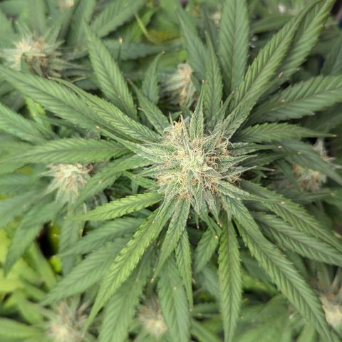 Titan growlog timeline photo