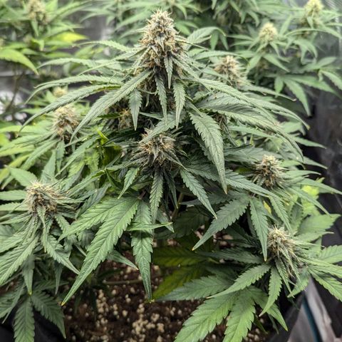 Titan growlog timeline photo