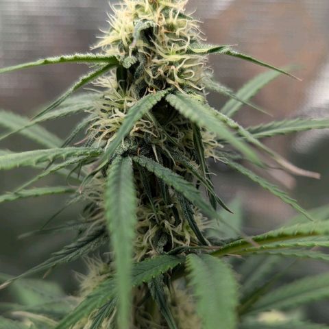 Epsilon growlog timeline photo