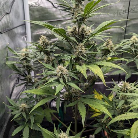 Medusa growlog timeline photo