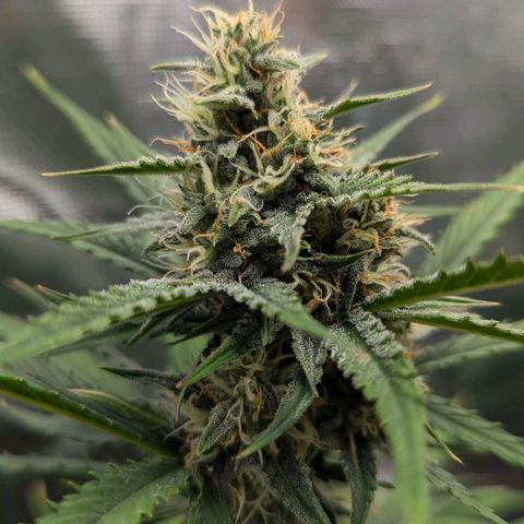 Medusa growlog timeline photo