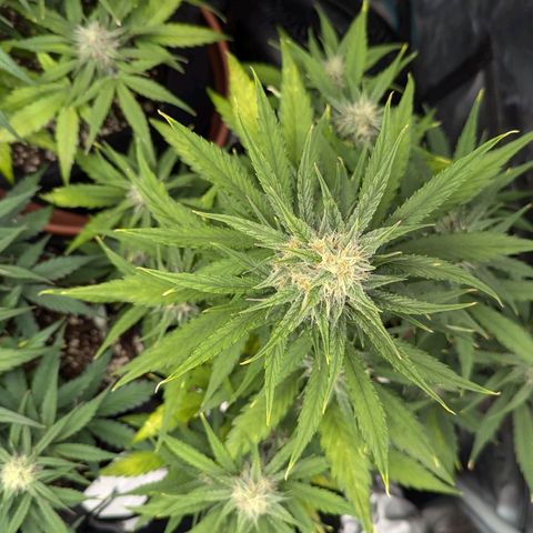 Medusa growlog timeline photo