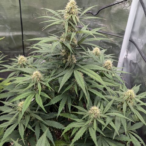 Epsilon growlog timeline photo