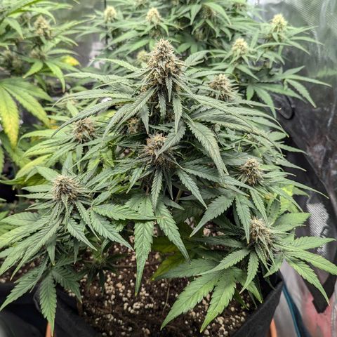 Titan growlog timeline photo