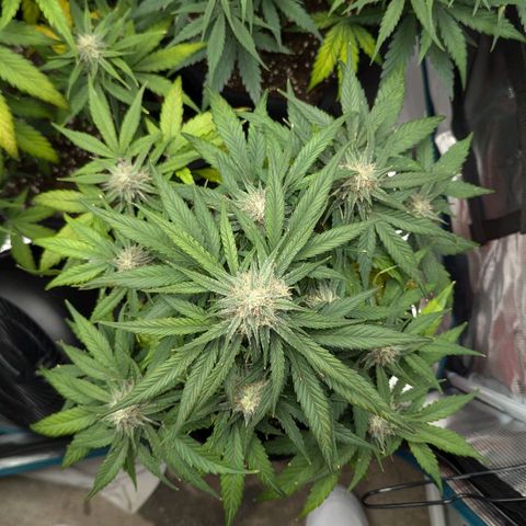 Titan growlog timeline photo