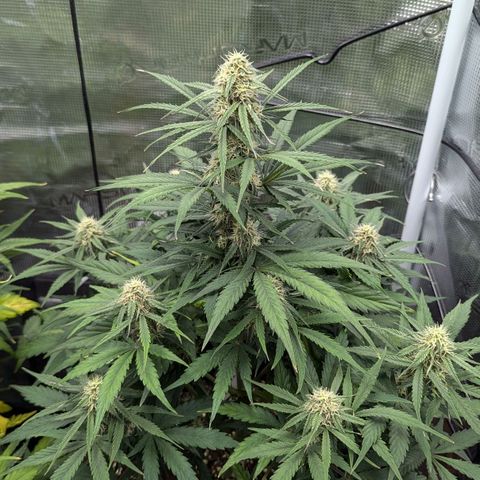 Epsilon growlog timeline photo
