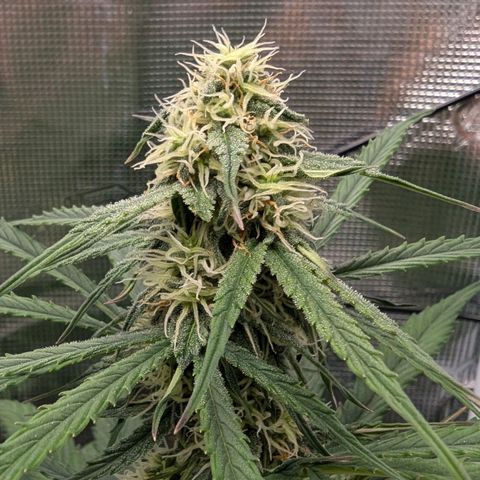 Epsilon growlog timeline photo