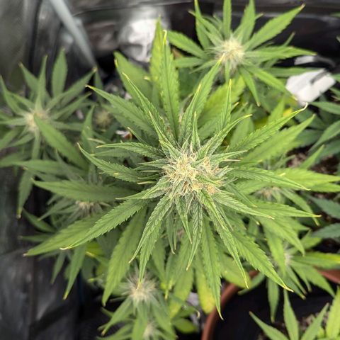 Medusa growlog timeline photo