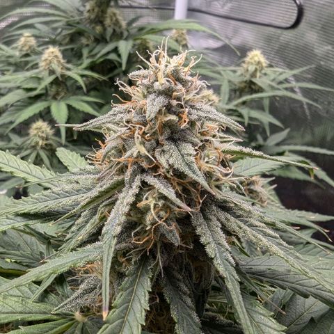 Titan growlog timeline photo