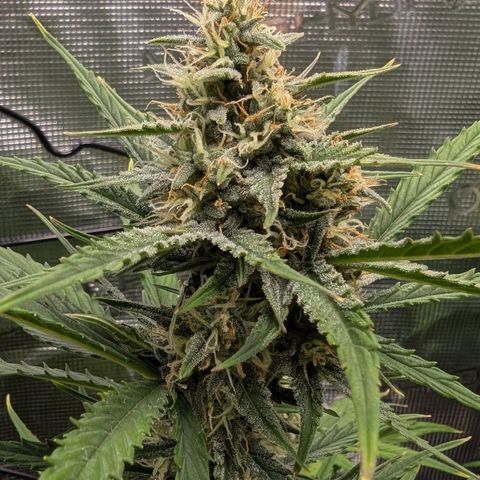 Medusa growlog timeline photo