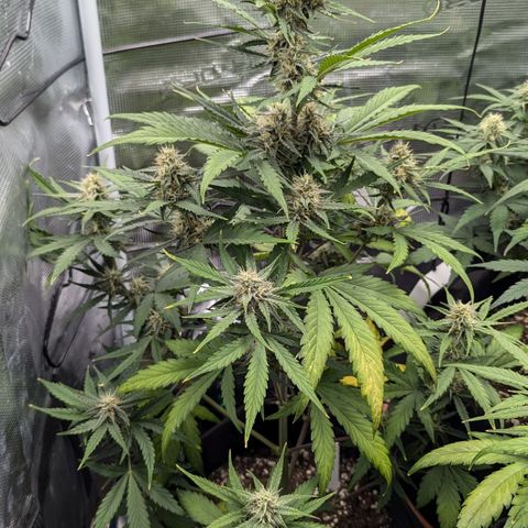 Medusa growlog timeline photo
