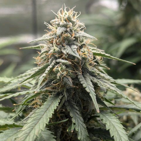 Titan growlog timeline photo
