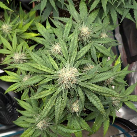 Titan growlog timeline photo