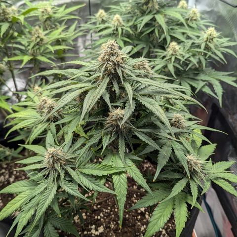 Titan growlog timeline photo