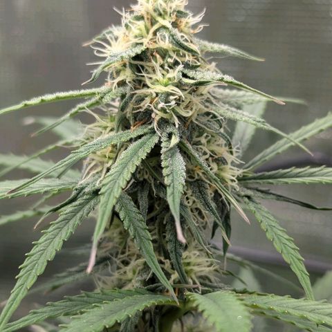 Epsilon growlog timeline photo
