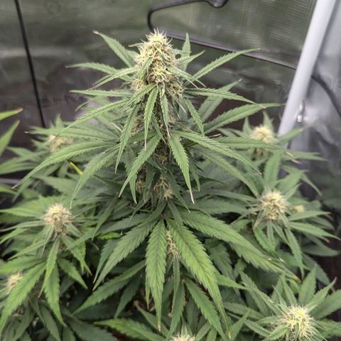 Epsilon growlog timeline photo