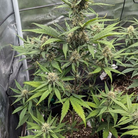 Medusa growlog timeline photo