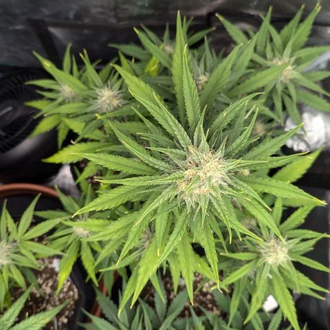 Medusa growlog timeline photo