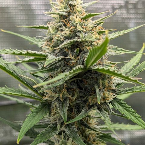 Medusa growlog timeline photo