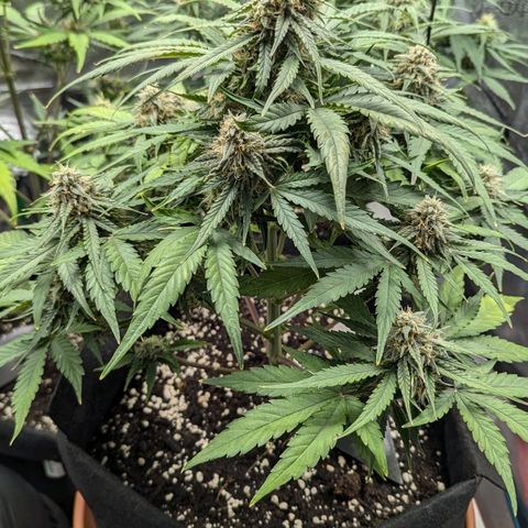 Titan growlog timeline photo