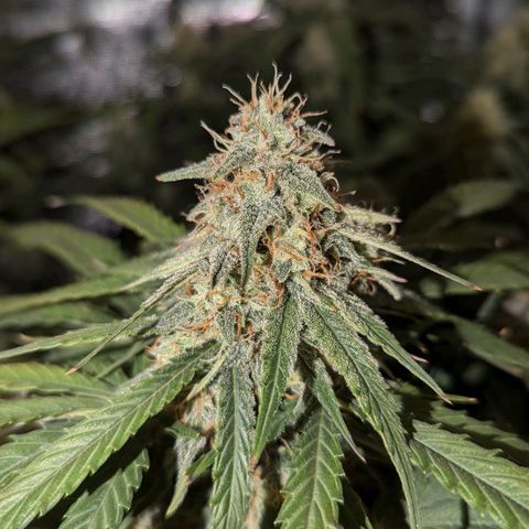 Titan growlog timeline photo