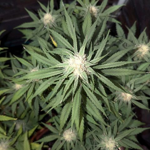 Epsilon growlog timeline photo