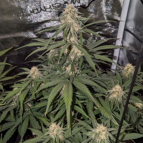 Epsilon growlog timeline photo