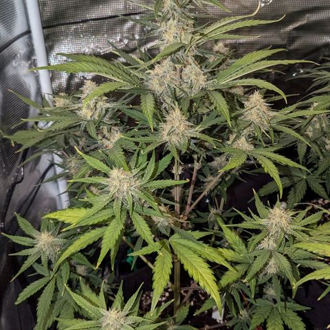 Medusa growlog timeline photo
