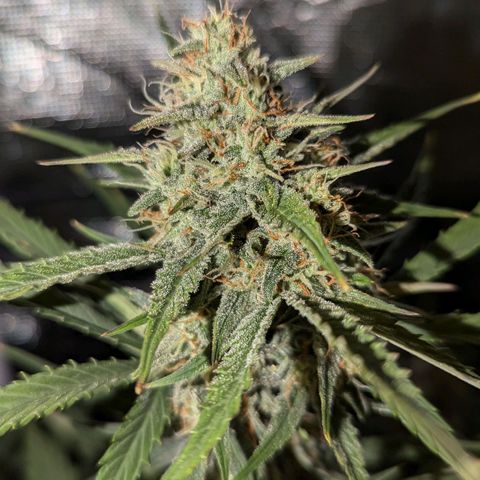 Medusa growlog timeline photo