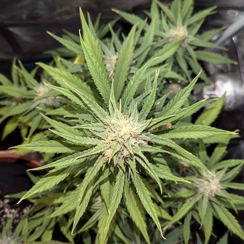 Medusa growlog timeline photo