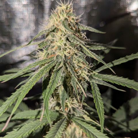 Epsilon growlog timeline photo