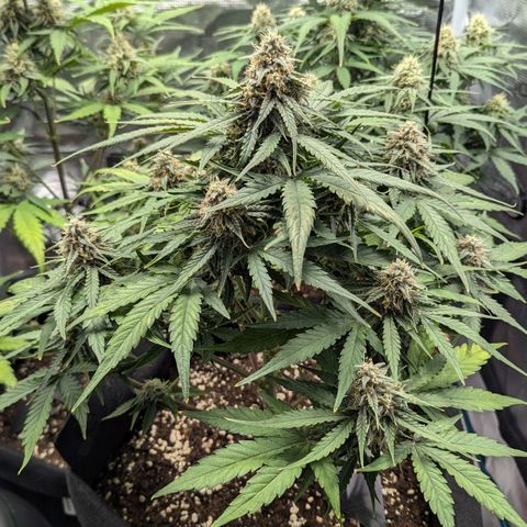 Titan growlog timeline photo