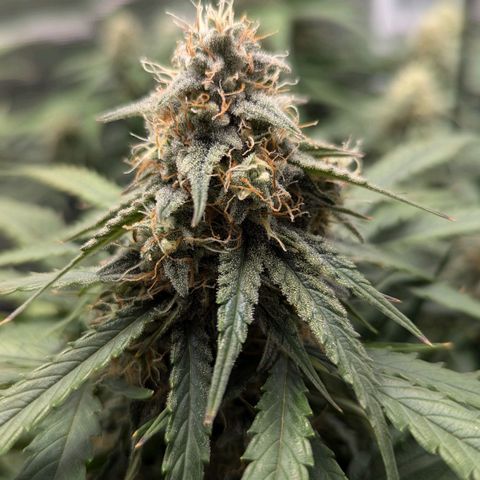 Titan growlog timeline photo