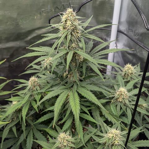 Epsilon growlog timeline photo