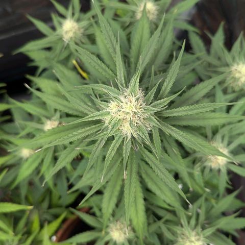 Epsilon growlog timeline photo