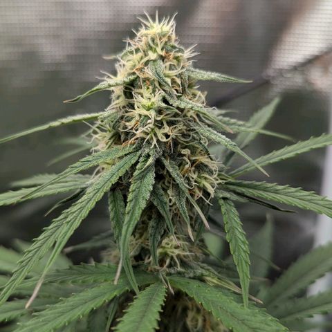 Epsilon growlog timeline photo