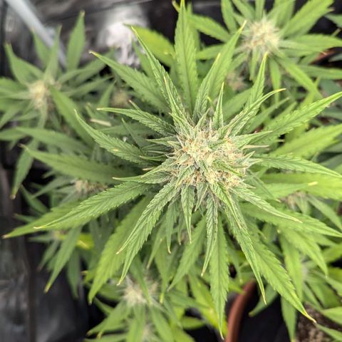 Medusa growlog timeline photo