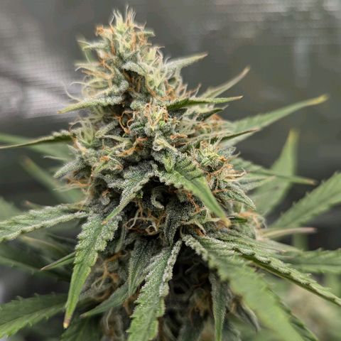 Medusa growlog timeline photo