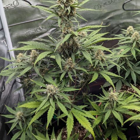 Medusa growlog timeline photo
