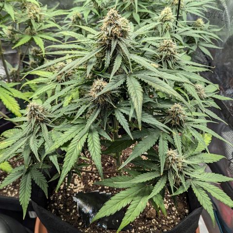 Titan growlog timeline photo