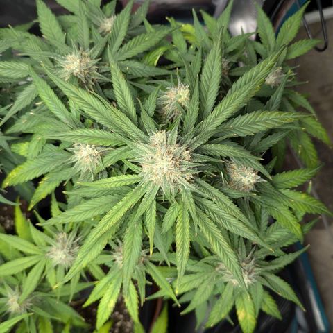Titan growlog timeline photo
