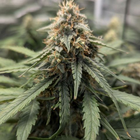 Titan growlog timeline photo