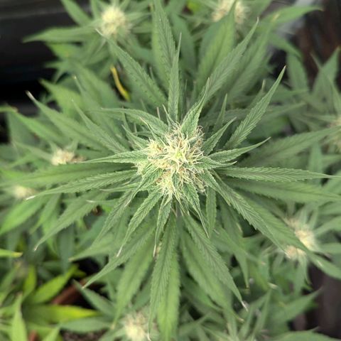 Epsilon growlog timeline photo