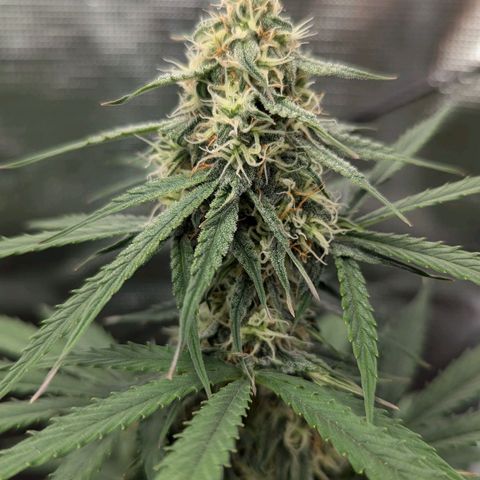 Epsilon growlog timeline photo
