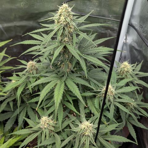 Epsilon growlog timeline photo