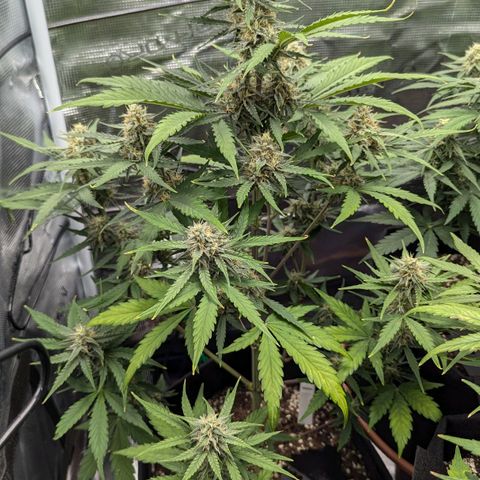 Medusa growlog timeline photo