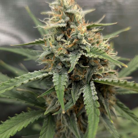 Medusa growlog timeline photo
