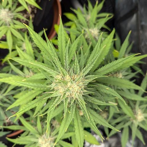 Medusa growlog timeline photo