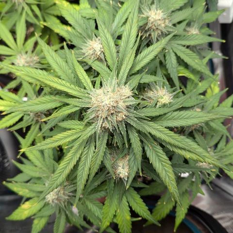 Titan growlog timeline photo